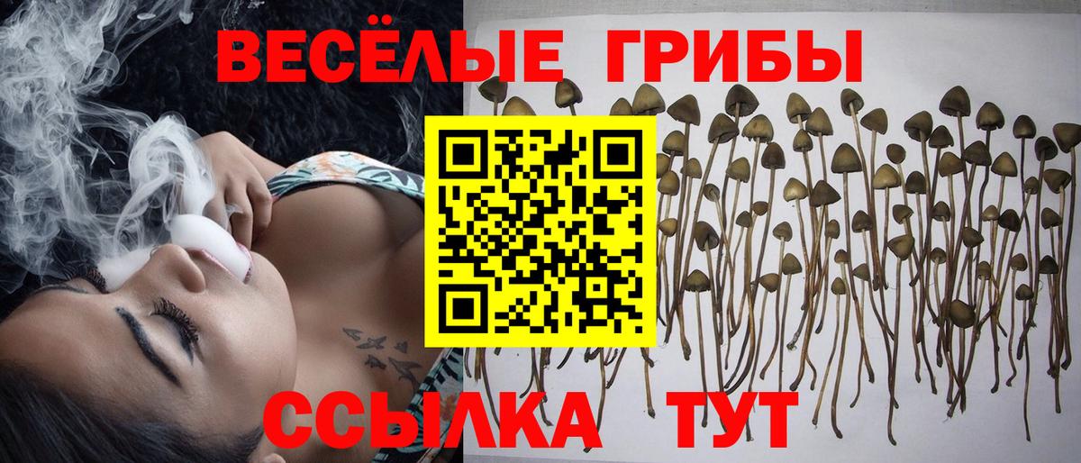 Россия  Псилоцибиновые грибы прущие грибы  Вход с VPN 